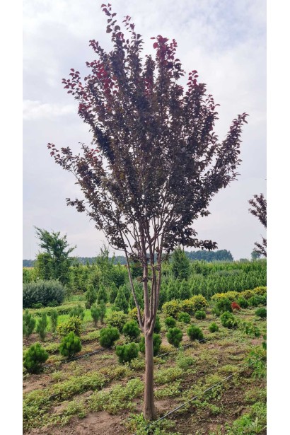 Слива растопыренная Писсарди (куст) 